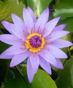 Nymphaea Director Moore