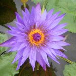 Nymphaea Dott. G. Cassina