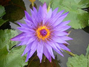 Nymphaea Dott. G. Cassina