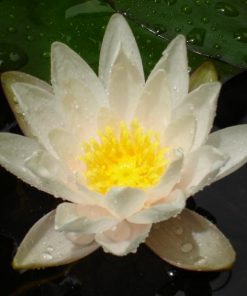 Nymphaea Dott. Antonio Cappelletto