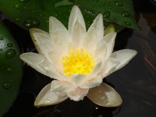 Nymphaea Dott. Antonio Cappelletto
