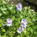Eichornia Crassipes