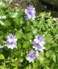Eichornia Crassipes