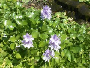 Eichornia Crassipes