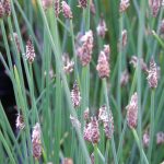 Eleocharis Palustris