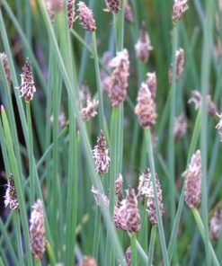 Eleocharis Palustris