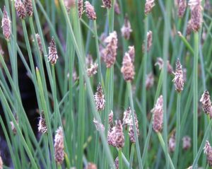Eleocharis Palustris
