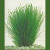 Eleocharis Acicularis