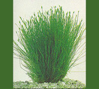 Eleocharis Acicularis