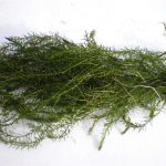 Elodea Canadensis