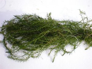 Elodea Canadensis
