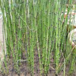 Equisetum Hyemale