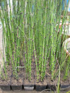 Equisetum Hyemale