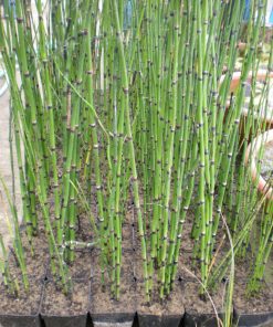 Equisetum Hyemale