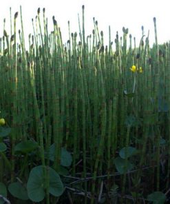 Equisetum Palustris
