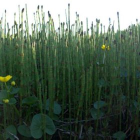 Equisetum Palustris