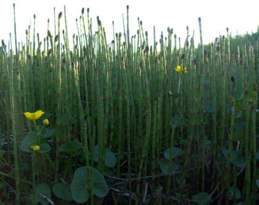 Equisetum Palustris