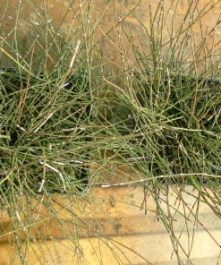 Equisetum Scirpoides