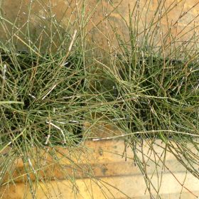Equisetum Scirpoides