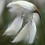 Eriophorum Vaginatum
