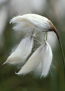 Eriophorum Vaginatum
