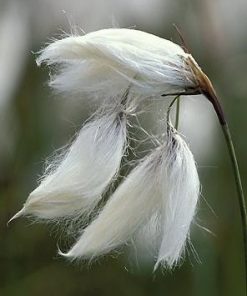Eriophorum Vaginatum