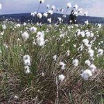 Eriophorum Angustifolium