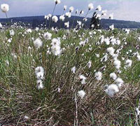 Eriophorum Angustifolium