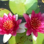 Nymphaea Escarbucle