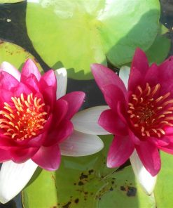 Nymphaea Escarbucle