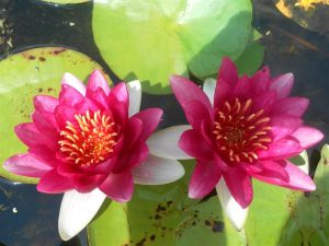 Nymphaea Escarbucle