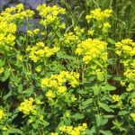 Euphorbia Palustris