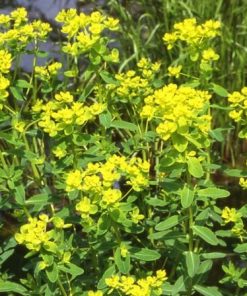 Euphorbia Palustris