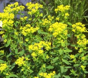Euphorbia Palustris