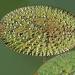 Nymphaea Euryale Ferox