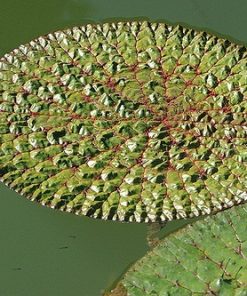 Nymphaea Euryale Ferox