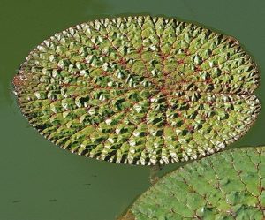 Nymphaea Euryale Ferox