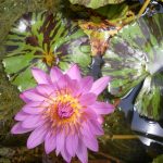 Nymphaea Eveling Randig