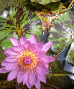 Nymphaea Eveling Randig