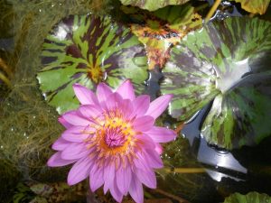Nymphaea Eveling Randig