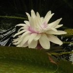 Nymphaea Victoria Cruziana