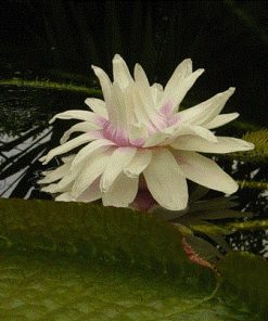 Nymphaea Victoria Cruziana