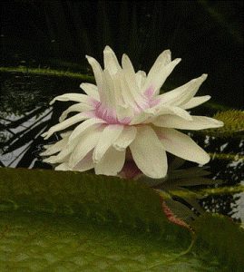 Nymphaea Victoria Cruziana