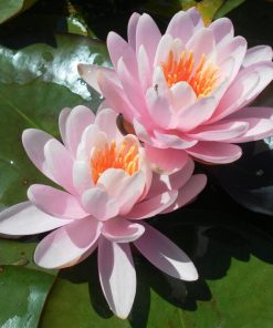 Nymphaea Fire Crest