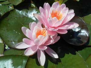 Nymphaea Fire Crest