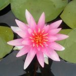 Nymphaea Michael Berthold
