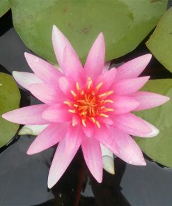 Nymphaea Franz Bertold