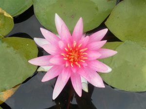 Nymphaea Franz Bertold