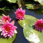 Nymphaea Frobeli