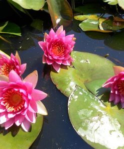 Nymphaea Frobeli